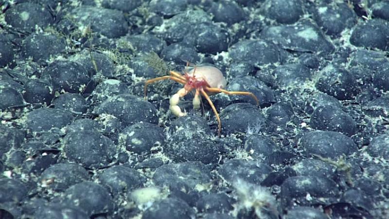 American Samoa deep-sea mining sale cleared without endangered species analysis, lawsuit alleges