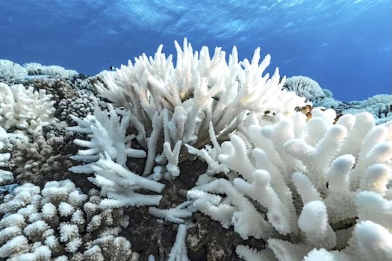 El Niño is back, and ocean temperatures are already near record highs – that can spell disaster for fish and corals