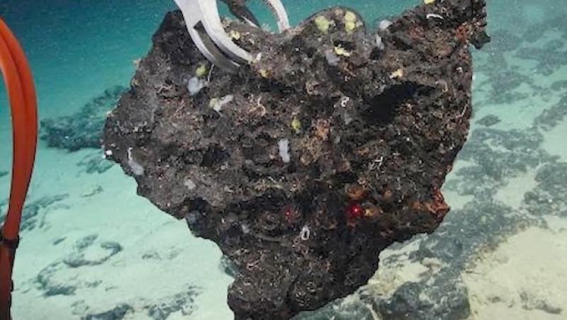 Polymetallic nodules seen during Dive 04 of the 2026 American Samoa expedition photo & caption