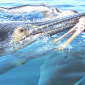 ARTWORK BASED ON FOSSILS
