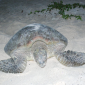 GREEN SEA TURTLE