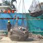 TUNA BOAT UNLOADING