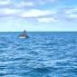 WHALE