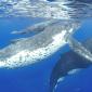 celebrate the whale migration