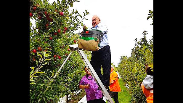 In Hawkes Bay last week, Minister of Labor Lautafi Fio Selafi Purcell (atop the ladder) with government officials during their weeklong visit to Mr Apple.  [Courtesy photo]