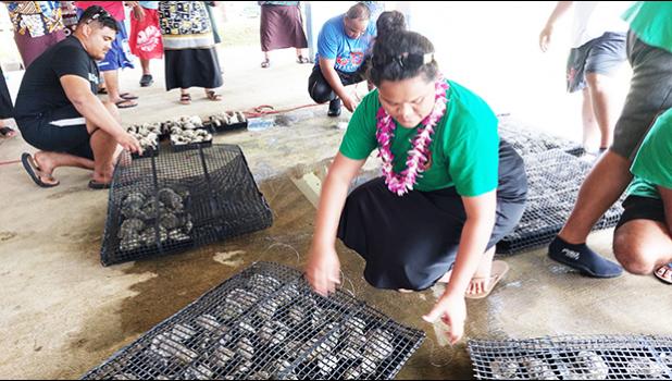 500 giant baby clams