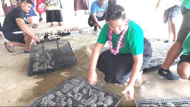 baby giant clams