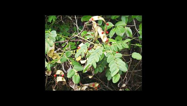 Lopa Tree [Wikipedia]