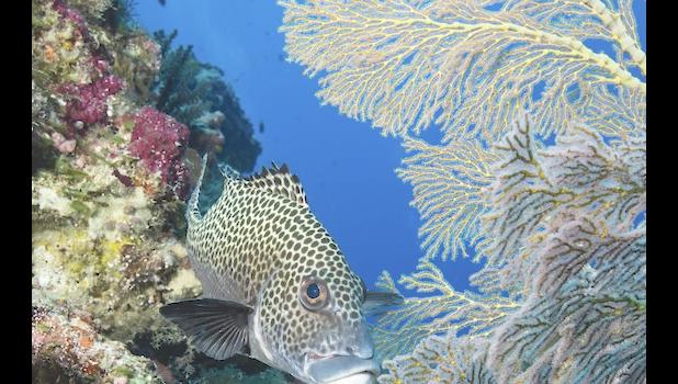  Spotted sweetlips