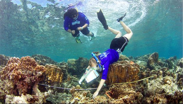During the QUEST session offered over the spring break, ASCC students Saelia Holmgren (foreground) and Claudia Thompson work together to measure the amount of relief in the reef, a metric known as rugosity.  [Courtesy Photo]          