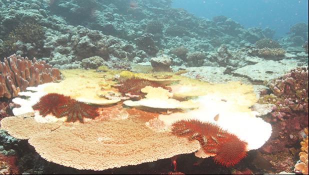 Alamea (crown of thorns starfish) on a coral reef in American Samoa.  [photo: National Park Service of American Samoa]