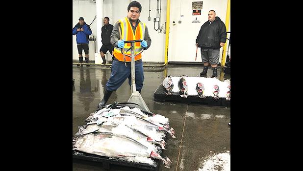 This undated photo provided by United Fishing Agency Ltd., shows Angelo Poutalie, recruited from American Samoa, and working at the Honolulu fishing unloading and receiving operation of United Fishing Agency. Poutalie is one of two former Samoa Tuna Processors cannery workers hired by United Fishing, on a one-year contract.  [photo: United Fishing Agency]