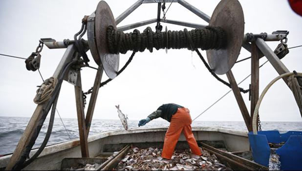 Industrialization hasn't made fishing more efficient. (AP Photo/Robert F. Bukaty)