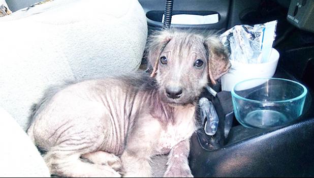 Seen in this photo is Bunny that came to the Vet Clinic as a puppy and had lost all of her hair. She was found on the side of the road.  See the next photo go see how she was helped. [photo: courtesy of the Vet Clinic of Am. Samoa] 