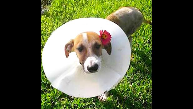 Alofa was hit by a car and a Good Samaritan paid for her treatment. [courtesy photo]