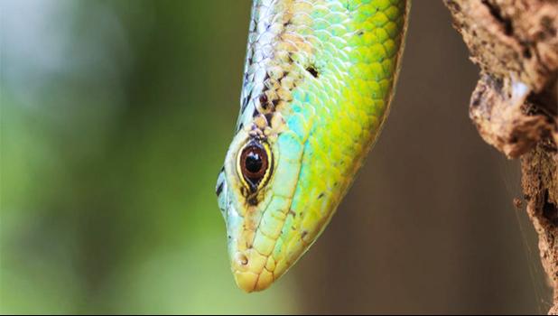 A rare skink thought to be extinct in Niue has been found again, alive and well on the island. Called the Olive Tree skink, the reptile is endemic to Niue and American Samoa.  [Photo: 123rf via RNZI]
