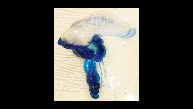 Portuguese Man-of-War jellyfish (Physalia utriculus) were spotted yesterday morning at one of the coastal areas of Tutuila, prompting the DMWF to issue a public notice.  [courtesy photo]