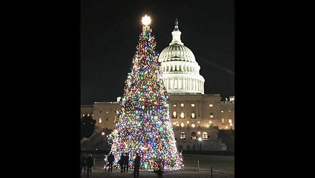 The Capitol Christmas Tree (from Montana this year) as pictured the evening of December 21st. [courtesy photo]