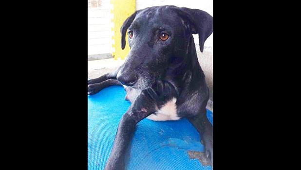 Uliuli a nice spayed female dog that was looking for a home was adopted yesterday afternoon. She was sterilized and treated for fleas and ticks before being put up for adoption. [Courtesy photo]