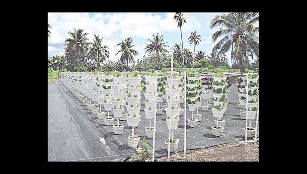 This 2012 photo shows hydroponic vertical stack drip method at Avegalio Farm Pavaiai [photo: USDA]