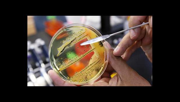 In this Monday, May 17, 2010 file photo, Dr. Mansour Samadpour points out a growth of of salmonella in a petri dish at IEH Laboratories in Lake Forest Park, Wash. The World Health Organization has issued a list of the top dozen bacteria most dangerous to humans, warning that doctors are fast running out of treatment options. In a press briefing on Monday, Feb. 27, 2017 the U.N. health agency said its list is meant to promote the development of medicines for the most worrying drug-resistant bacteria, includi