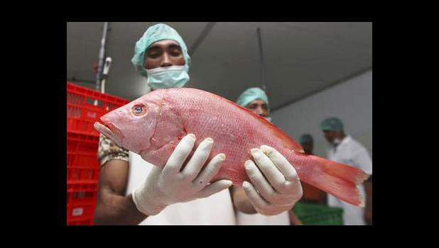 In this Wednesday, Sep. 9, 2015 photo, a worker shows a newly landed fish before it's given a barcode at a port facility in Benoa, Bali, Indonesia. The bar-code system will give each fish a tag that can provide details about the location it was caught, by what boat, its species, and weight and could easily be expanded to include crews on individual boats to help fight against labor abuse. (AP Photo/Firdia Lisnawati)
