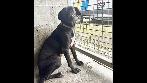 Adopt a dog