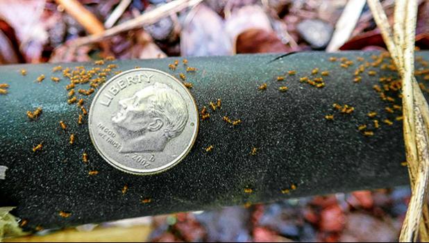 fire ants compared to the size of a dime