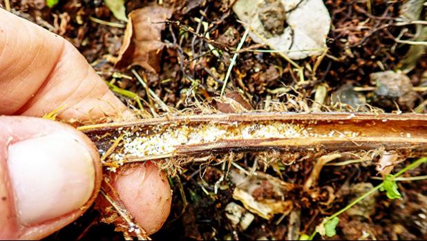 A nest of fire ants