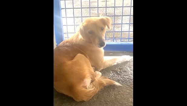 SWEET FEMALE DOG