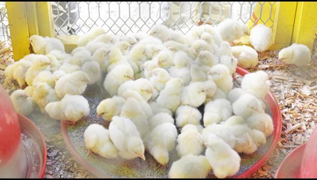 Baby chicks in a cage