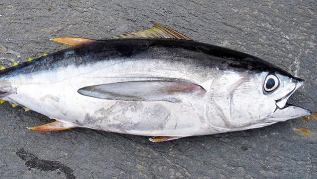 Big eye tuna