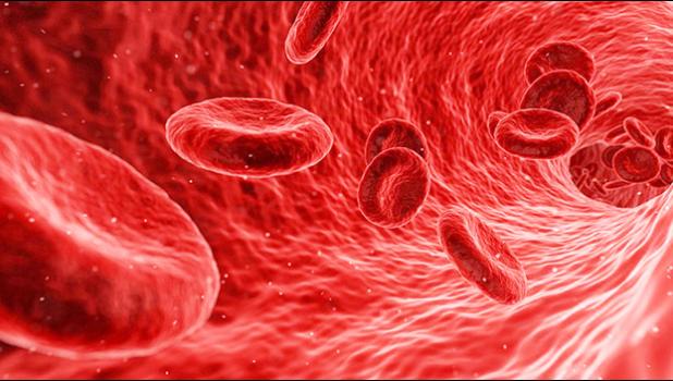 blood cells photo