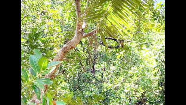 Cable wires in trees at Alega