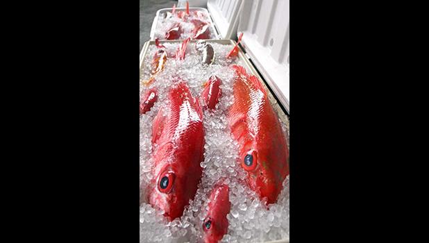BOTTOM FISH ON ICE