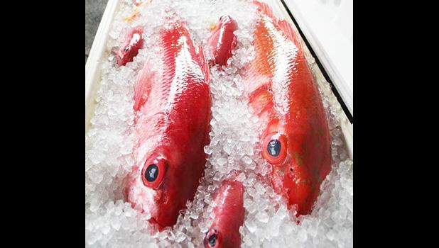 bottomfish on ice
