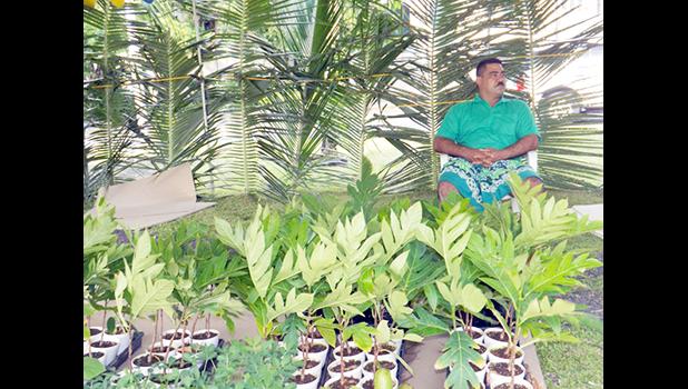 In this Samoa News file photo, breadfruit starts were available at a Farm Fair in American Samoa. [SN file photo]