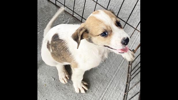 PUPPY READY FOR ADOPTION