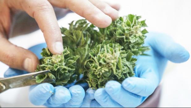 New Zealand will have a referendum on legalizing marijuana for personal use as part of the Greens deal with Labor.  [photo: AFP]