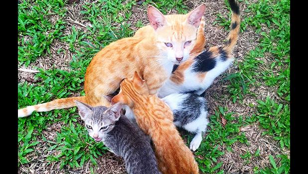 a mother cat with her kittens