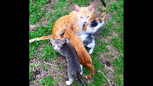 Mother cat with kittens