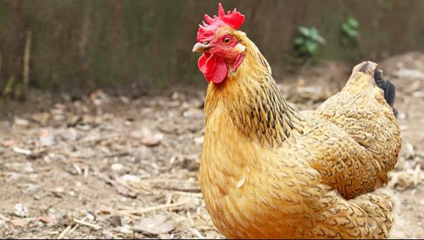 Photo of a chicken