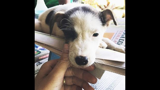 Adog at a free spay neuter clinic sponsored by Coconut Muts