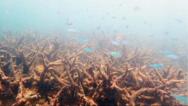Staghorn corals killed by coral bleaching on Bourke Reef, on the Northern Great Barrier Reef, November 2016. [Photo: Greg Torda / ARC Centre of Excellence for Coral Reef Studies]