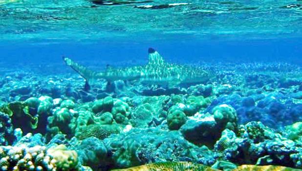 A blacktip reef shark is among fish that inhabit coral reefs off American Samoa. Bleaching events are threatening reefs, a major source of food for more than a billion people worldwide. [Credit: Zack Gold/UCLA] 