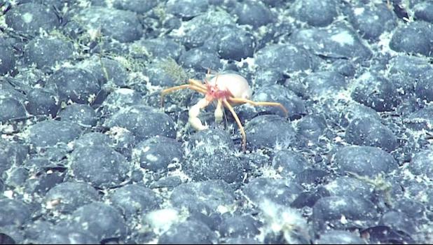 crab on sea bed nodules