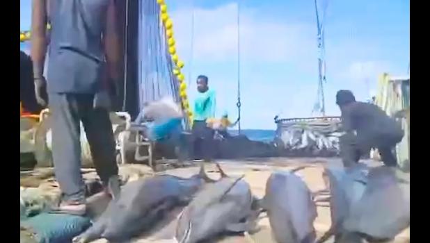 DEAD DOLPHINS