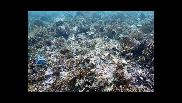 An example of coral bleaching. [SN file photo]