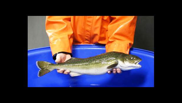 In this photo taken March 28, 2017, Bill Fairgrieve, a fisheries research biologist with the National Oceanic and Atmospheric Administration, holds a sablefish at a research facility in Manchester, Wash. Scientists are studying sablefish genetics and investigating ways to make it easier and more efficient to commercially grow and farm the fish as part of a larger effort by NOAA to support marine aquaculture as a possible solution to feed a growing demand worldwide for seafood. (AP Photo/Ted S. Warren) In this photo taken March 28, 2017, Bill Fairgrieve, a fisheries research biologist with the National Oceanic and Atmospheric Administration, holds a sablefish at a research facility in Manchester, Wash. Scientists are studying sablefish genetics and investigating ways to make it easier and more efficient to commercially grow and farm the fish as part of a larger effort by NOAA to support marine aquaculture as a possible solution to feed a growing demand worldwide for seafood. (AP Photo/Ted S. Warren)