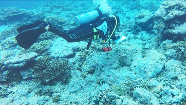A NOAA diver in Fagatele Bay 